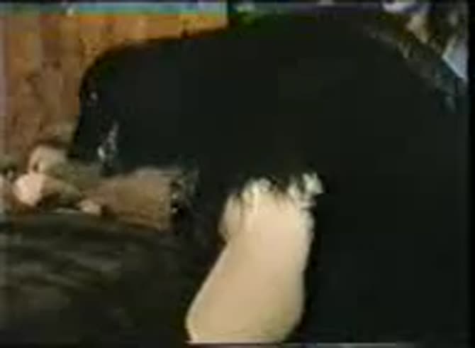 Video :Beautiful teen animal sex with a black dog